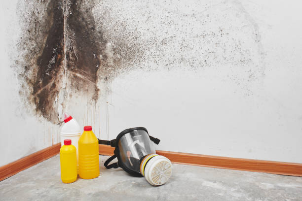 Best Mold Damage Repair  in San Antonio Heights, CA