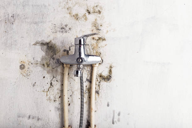 Best Mold Damage Repair  in San Antonio Heights, CA