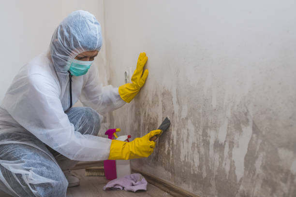 Best Local Mold Removal Service  in San Antonio Heights, CA