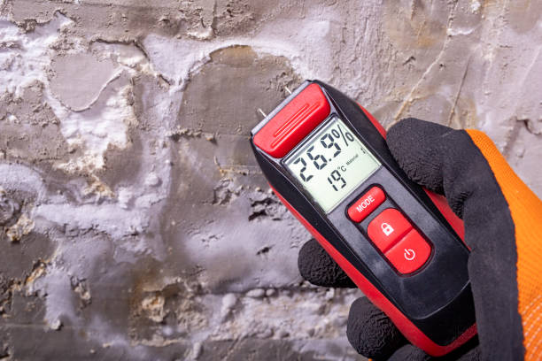 Best Black Mold Removal  in San Antonio Heights, CA