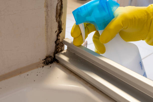San Antonio Heights, CA Mold Removal Company