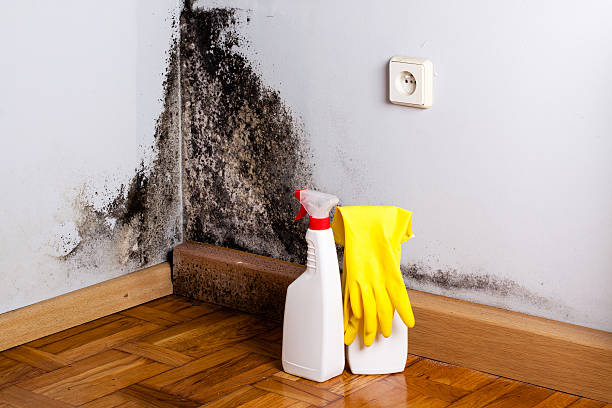 Best Attic Mold Removal  in San Antonio Heights, CA